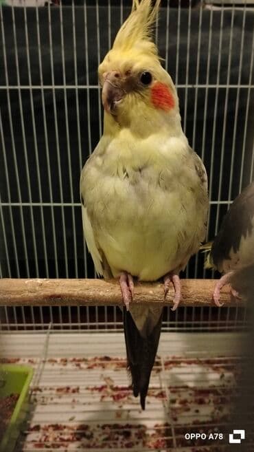 quzu şəkilləri: Nimfa tutuquşuları (Cockatiel cütlük) Sarı tək başına 50 Qara — 2