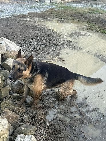 tuklu itlər: Alman çoban iti, 1 il, Erkek — 4