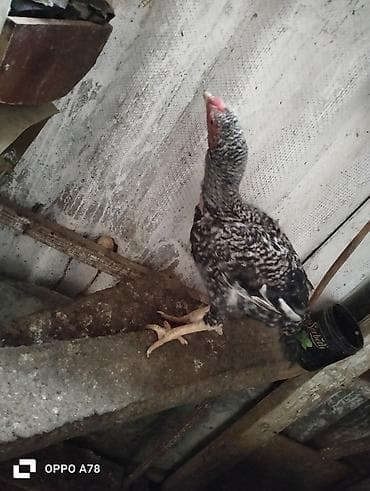 fireng qusu: Yeni banlayan heyrati xoruzdu heyrati feresi Brahma xorzuyla deyişerem — 5