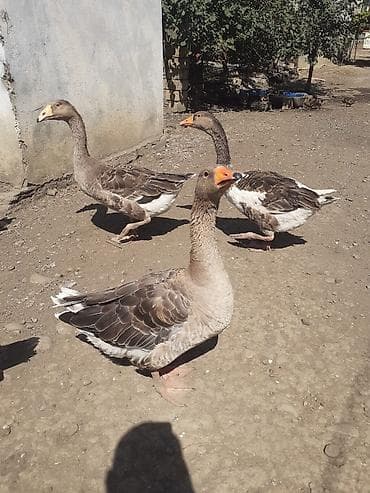 cins xoruz: 2 ədəd Tula döyüş qazları erkəy və dişi.2 ədəd ana qaz biri ala çox — 1