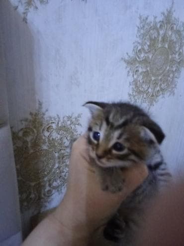 siyam pişik: Erkək, Dişi — 2