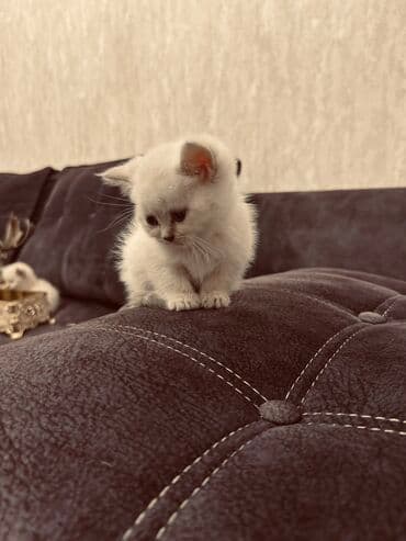 xamyak yuvası: Şinşilla, Erkək, Dişi — 15