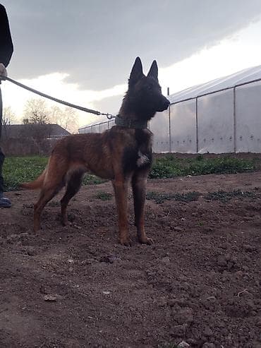 pişik qab: Belçika çoban iti — 3