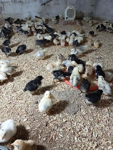 broyler toyuqları: Toyuq cücələri, Ətlik — 2