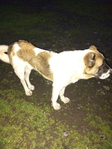 it balaları satilir: İt – iri cüssəli, açıq qəhvəyi-ağ rəng kombinasiyalı - Növ: böyük — 1