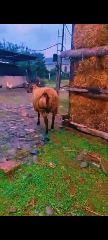 Yemlər: Super damazlıq cavan toğlu 65 kq diri çəkisi cəlilabad da adla — 5