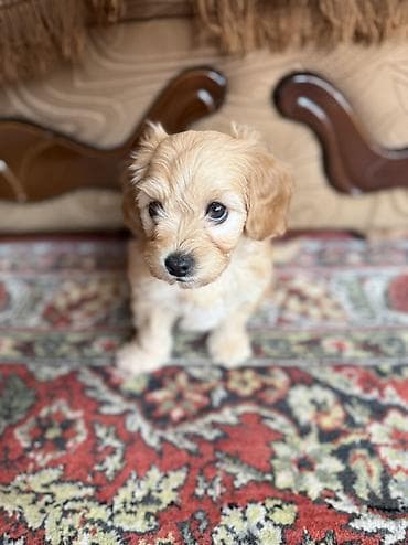 Птицы: Мальтийская болонка, 2 месяца, Самка, С прививками, Самовывоз, Бесплатная доставка — 6