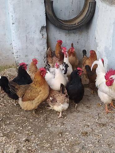 İtlər: Toyuq, Damazlıq — 3