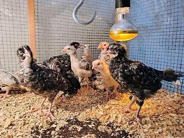 Toyuq cücələri, Damazlıq, Ünvandan götürmə, Ödənişli çatdırılma