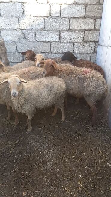 Daewoo: Salam tam saglam 7dene bogaz qoyun — 3