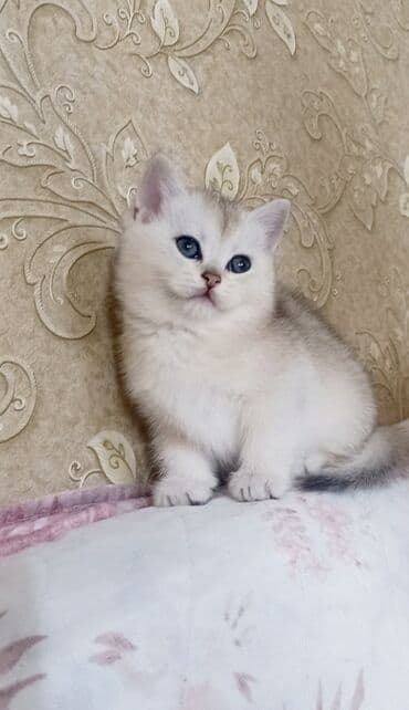 Digər heyvanlar: Britan, Erkək, Yaxşı əllərə, Ünvandan götürmə — 2