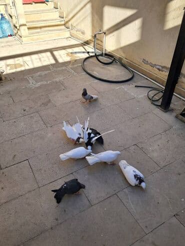 Göyərçinlər: Məhsul: Ev göyərçinləri dəsti Təsvir: - Şəkillərdə müxtəlif rənglərdə — 3