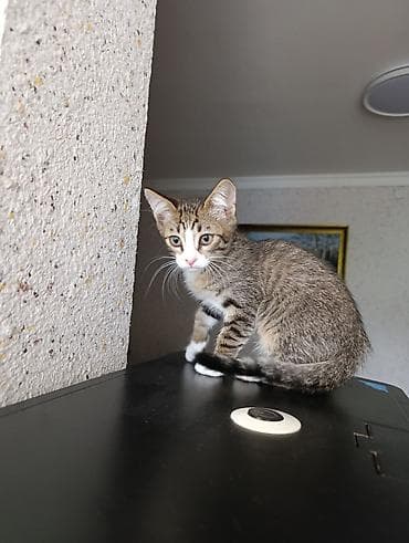 В добрые руки . две девочки и два мальчика — 2