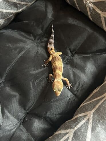 Toyota: 2 dişi qiymet 1ne aiddir . Cüt endirimli olacaq Növ: Leopard gekko — 2