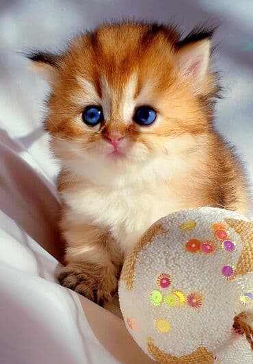 Qızıl şinşilla, Erkək, Dişi, Yaxşı əllərə, Ünvandan götürmə, Pulsuz çatdırılma, Ödənişli çatdırılma