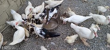 ev piwiyi: Muscovy (Hind) ördəkləri – müxtəlif yaşlarda sürü - Cins: Muscovy — 1