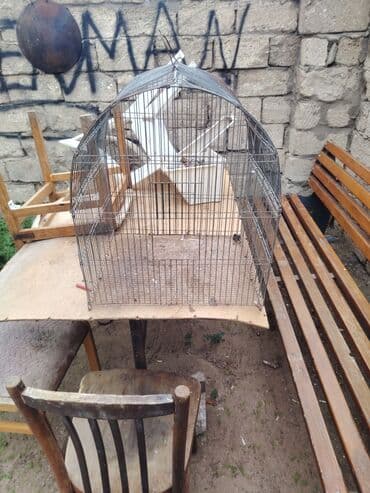 Salam qefes 50 50 yədi isdiyene 5 manat kecilecey suvalandadi lalafo.az -da Salam qefes 50 50 yədi isdiyene 5 manat kecilecey suvalandadi