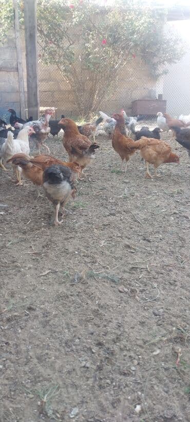 cins xoruz yumurtada banlayar: Toyuq, Yumurtalıq — 4