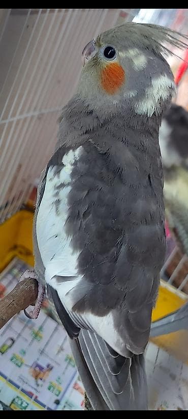 ev qus: Nimfa (cockatiel) tutuquşuları – müxtəlif rənglərdə - Növ: Nimfa — 1