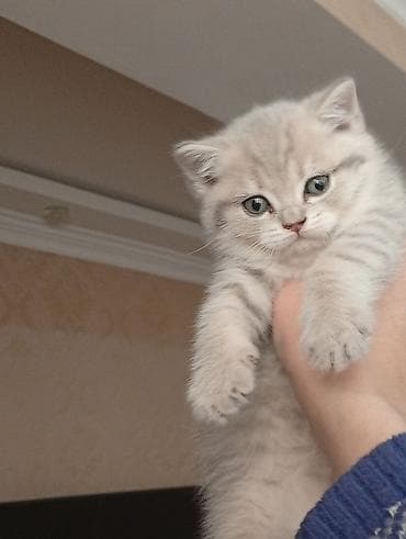 Şotland, Erkək, Dişi, Yaxşı əllərə