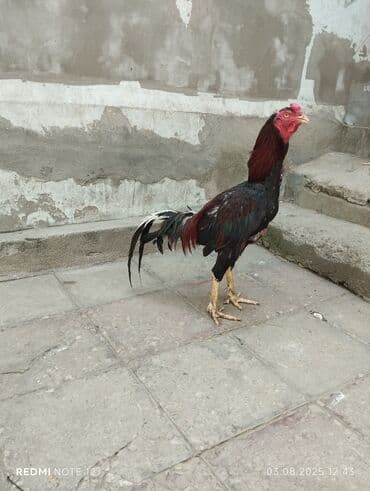 ingilis setteri it cinsinin digər adı nədi: Xoruz, Heyratı, il: 1, Ünvandan götürmə — 1