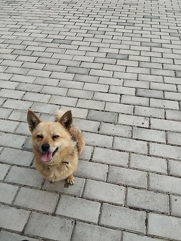 it yemi satilir: Zvonok, 1 ay, Erkek, Peyvəndli, Ünvandan götürmə — 2