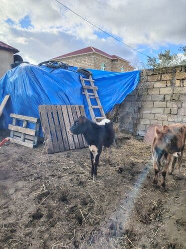 sudluk inekler satisi: Super aglam saxlamali danalardi — 1