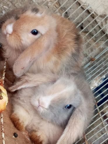 mini pomeranian: Mini lop qulaqlı dekorativ dovşan balaları.3aylik. - Cins: Mini lop — 1