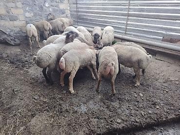 yem satisi: Salam təmiz Qurbanlıq 8 - 9 - aylıq ərkək quzulardır diri çəki satılır — 5