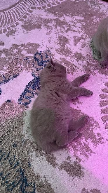 Digər heyvanlar: Britan — 4