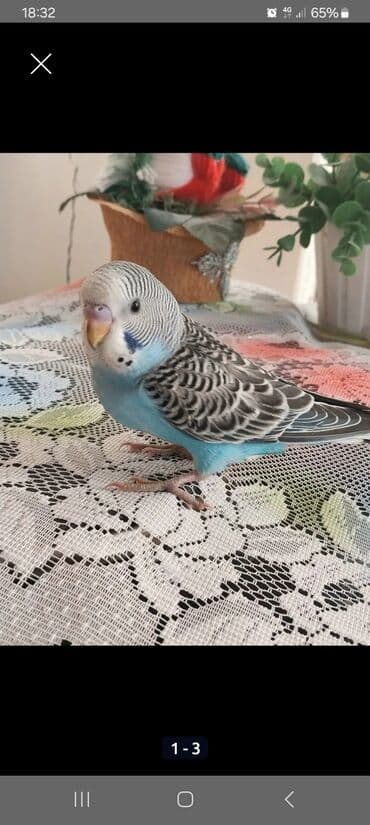 Saglam Papuqaylar. Goy reng qus erkekdir, Sari olan disidir. Növ