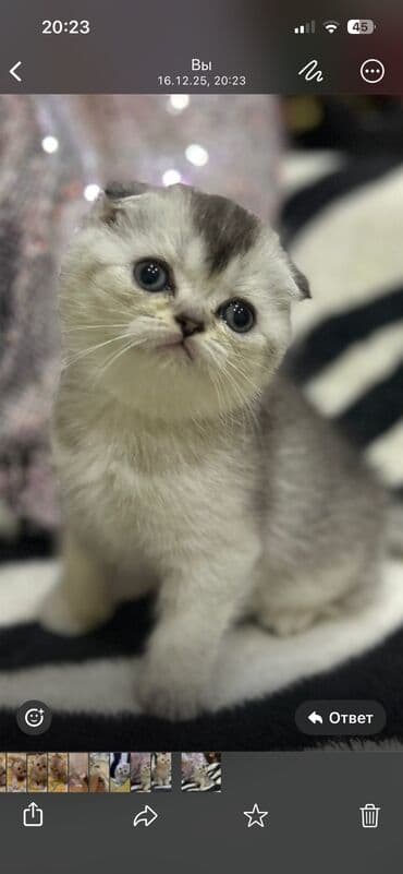 шотландский вислоухий котенок цена: Şotland yastı qulaq, Dişi, Yaxşı əllərə, Ünvandan götürmə — 2