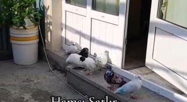 göyərçin evi: Fərqli rənglərdə olan göyərçin qrupudur. Bu quşlar həm damda, həm də — 1