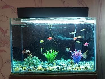 Dördbucaq akvarium, Balıqlarla birlikdə, 28 l, Ödənişli çatdırılma, Ünvandan götürmə, Rayonlara çatdırılma