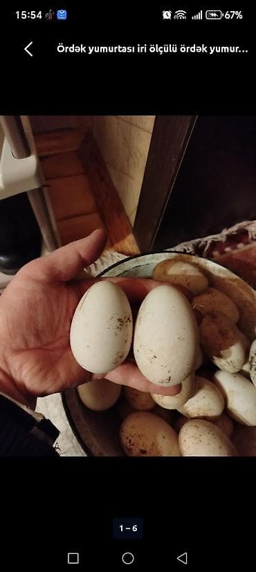 Süd məhsulları və yumurtalar: Məhsul: Qaz yumurtası. İRİ sortu. Təsvir: - Ağımtıl qalın qabıqlı — 1