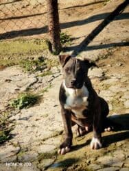 İtlər: Pitbul, 3 ay, Erkek, Peyvəndli, Ünvandan götürmə — 1