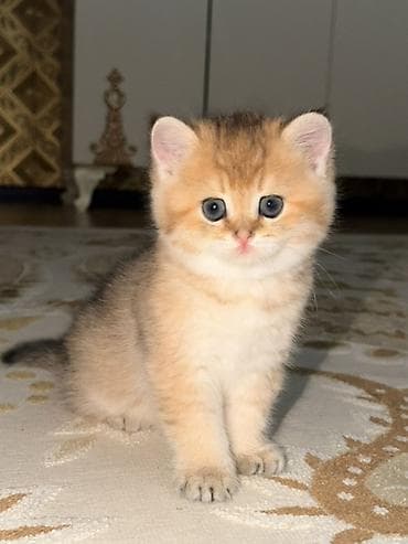 Кошки: Британская, Самец, Самовывоз — 3