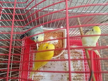quşlar: Hərkəsə salam cütə hazır erkək quşlardır boz sadə valnistidir sarılar — 5