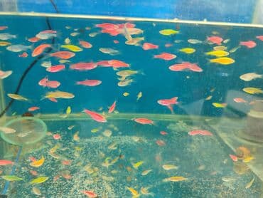 Quppi, Sülhsevər, Ünvandan götürmə, Ödənişli çatdırılma lalafo.az -da Quppi, Sülhsevər, Ünvandan götürmə, Ödənişli çatdırılma