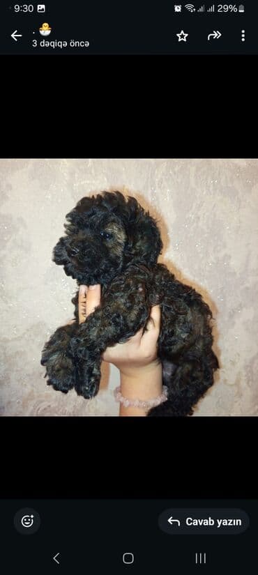 itlər balaca: Pudel, 2 ay, Dişi, Ünvandan götürmə — 5