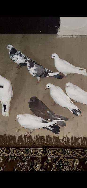 Balıqlar: Məhsul: Ev göyərçinləri dəsti Təsvir: - Şəkillərdə müxtəlif rəng və — 1