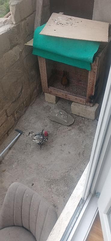 toyuq evi: Toyuq, Damazlıq — 1