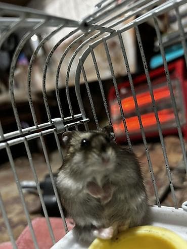 norka heyvan: Dwarf hamster (cücə hamster) – oyuncaq kimi kiçik, mehriban və baxımı — 3