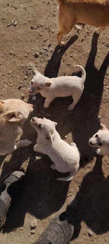 Gəmiricilər: Ağ rəngli balaca it balaları - Təxminən eyni yaşda, xırda ölçülü — 3