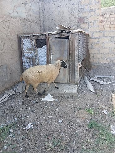 qoyun: Boğaz yelin açmış qoyun satıLır — 2