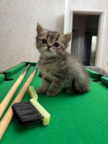 pişik satisi 2022: Britan, Yaxşı əllərə — 2