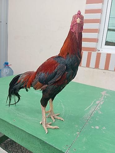 Toyuqlar: Xoruz, il: 2 — 5