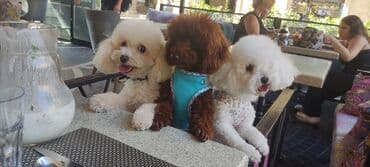 toy budel: Pudel, 3 ay, Erkek, Peyvəndli, Ünvandan götürmə — 9