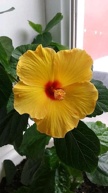 lancar bitkisi: Məhsul: Hibiskus (Çin qızılgülü) – narıncı/sarı rəngli, qırmızı — 2
