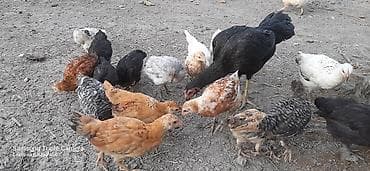 heyvanlar və balaları: Toyuq, Yumurtalıq — 5